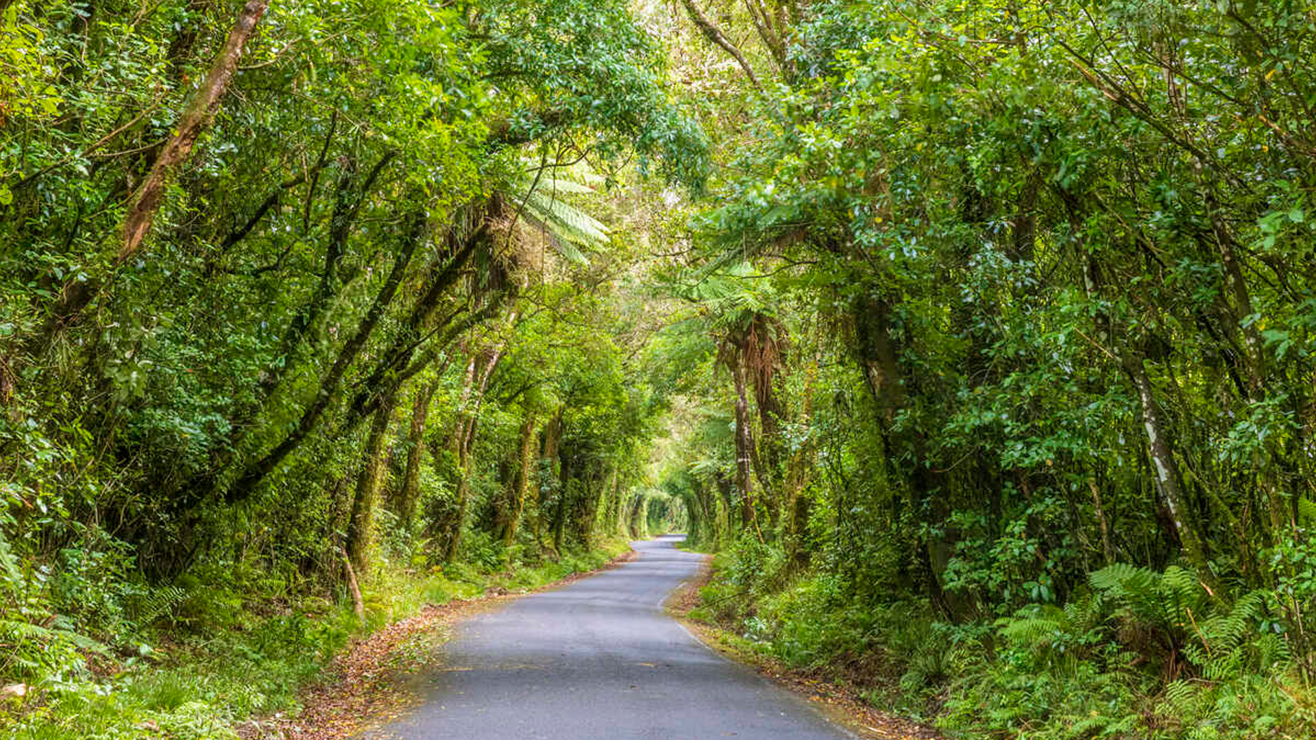 guided motorcycle tours new zealand