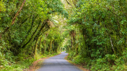 nz cover trees