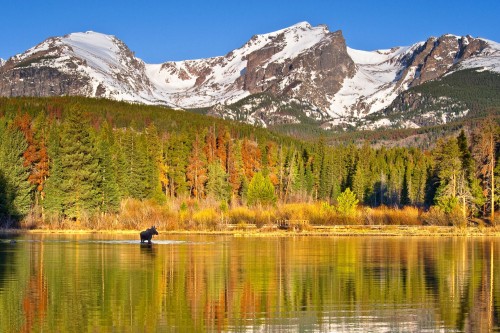 RMNP moose 58a51f413df78c345b31b00c